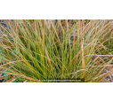 CAREX testacea 'Prairie Fire' CAREX testacea 'Prairie Fire'