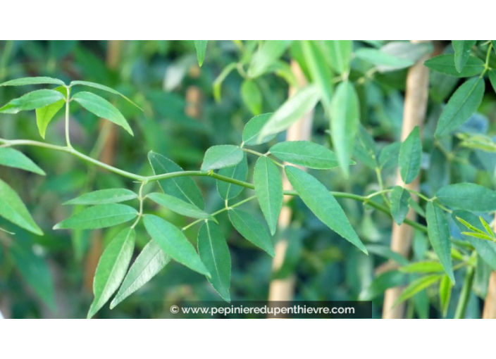 ROSIER grimpant Banksiae 'Lutea Plena'