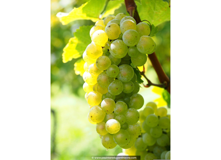 VIGNE DE TABLE 'Centennial Seedless'