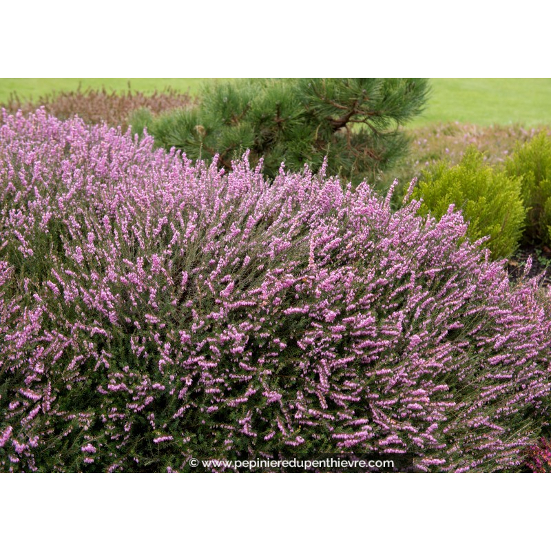 ERICA x darleyensis 'Ghost Hills'