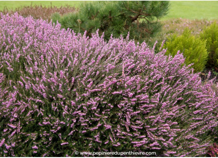 ERICA x darleyensis 'Ghost Hills'