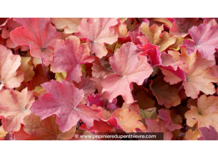 HEUCHERA 'Caramel'