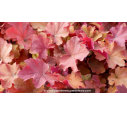 HEUCHERA 'Caramel'
