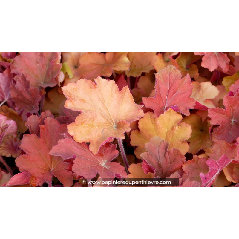 HEUCHERA 'Caramel'