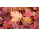 HEUCHERA 'Caramel'