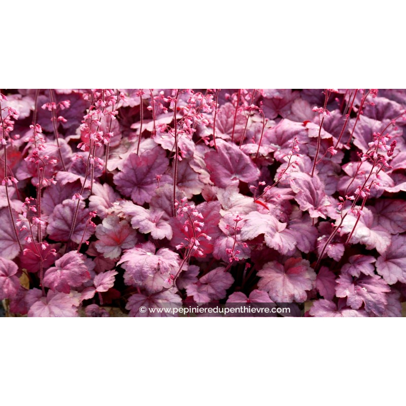 HEUCHERA 'Grape Soda'