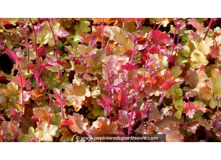 HEUCHERA 'Marmalade'