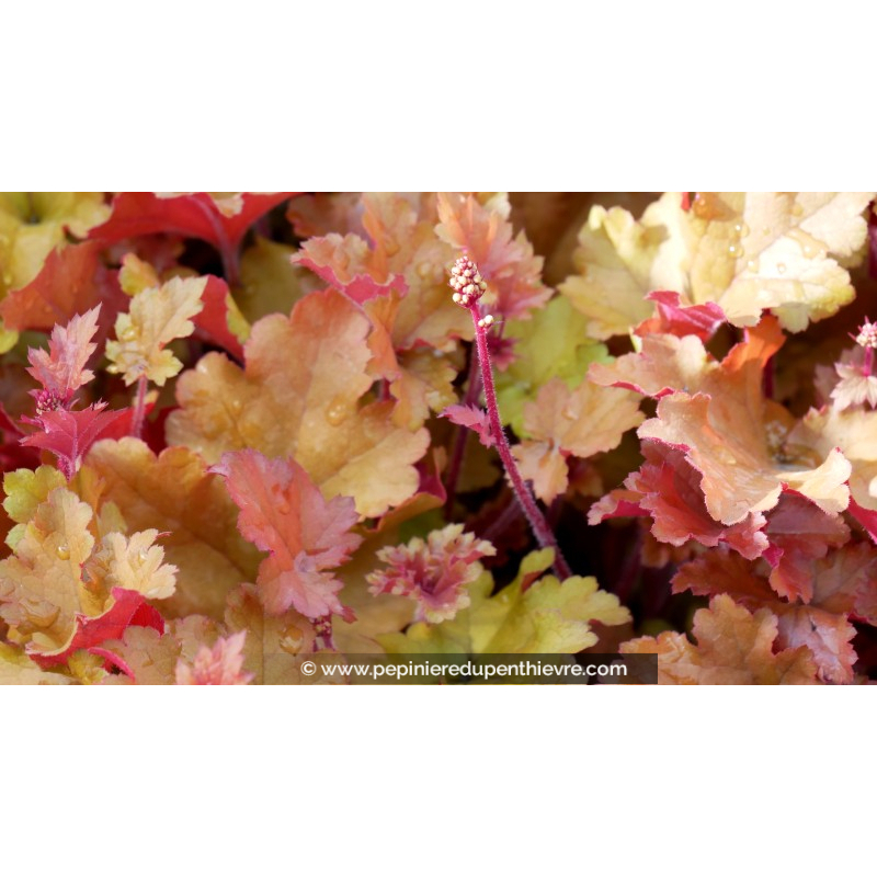 HEUCHERA 'Marmalade'