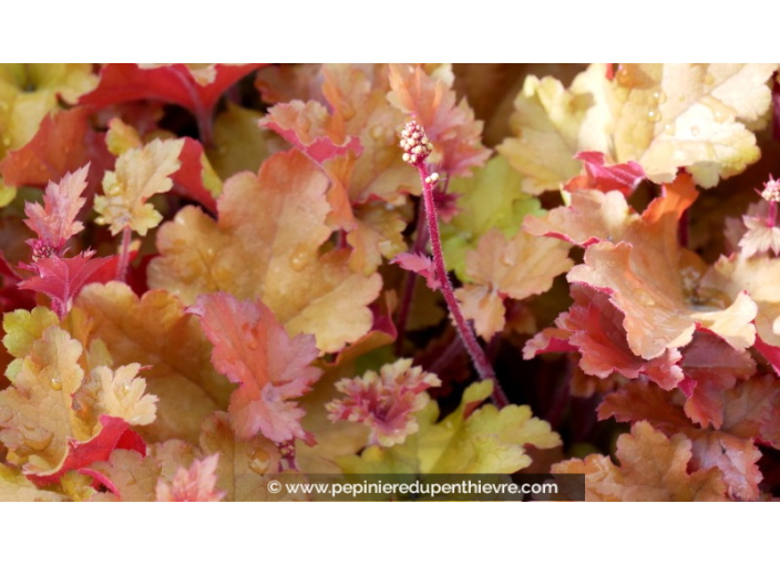 HEUCHERA 'Marmalade'