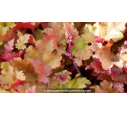 HEUCHERA 'Marmalade'