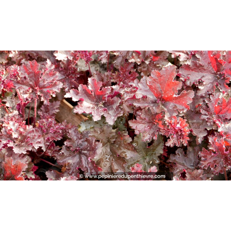 HEUCHERA 'Purple Petticoats'
