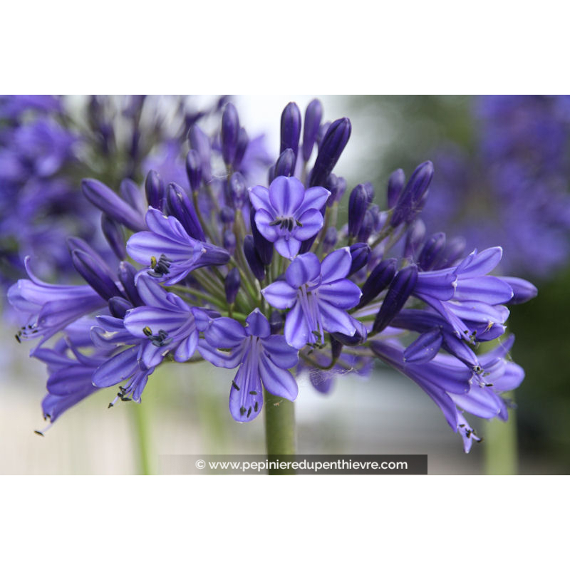 AGAPANTHUS 'Vallée de la Loire'