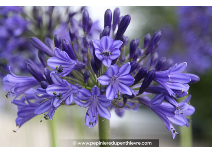 AGAPANTHUS 'Vallée de la Loire'