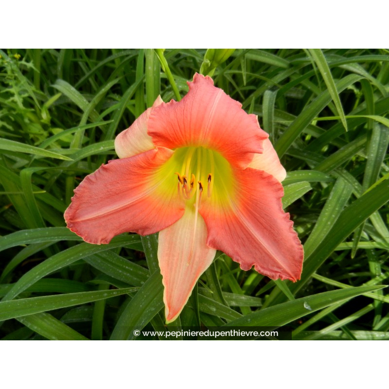 HEMEROCALLIS 'Final Touch'