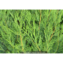 CUPRESSOCYPARIS leylandii \'2001\'