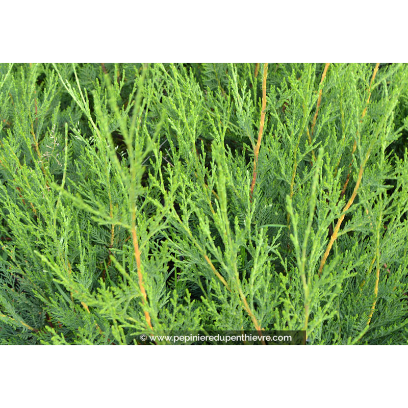 CUPRESSOCYPARIS leylandii '2001'