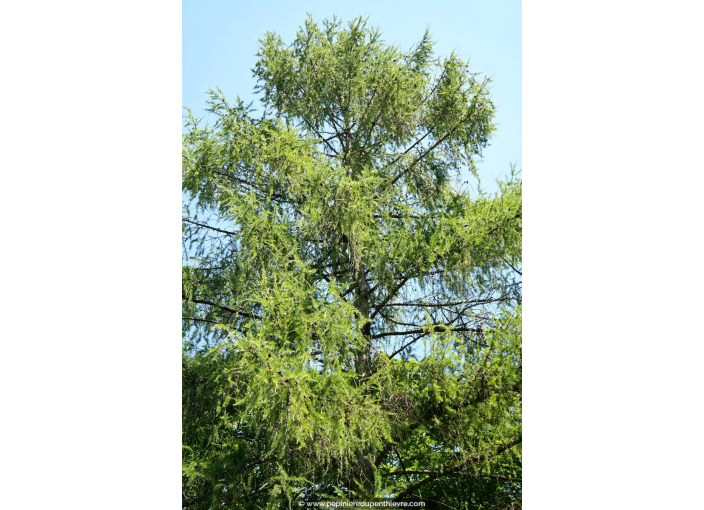 LARIX decidua