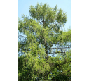LARIX decidua