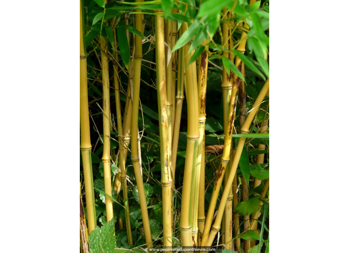 PHYLLOSTACHYS	aureosulcata	'Aureocaulis'