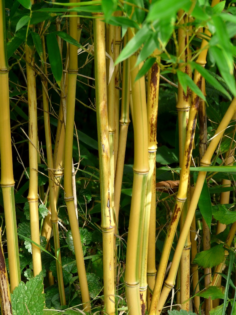 Bambou jaune - Phyllostachys aureosulcata aureocaulis