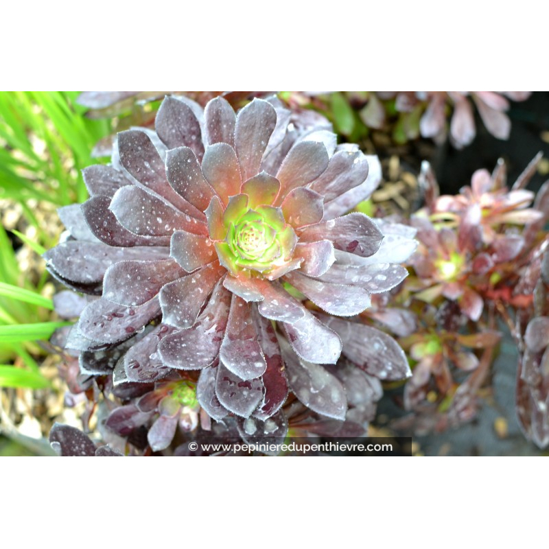 AEONIUM arboreum 'Tip Top'