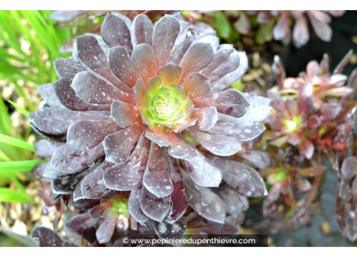 AEONIUM arboreum 'Tip Top'