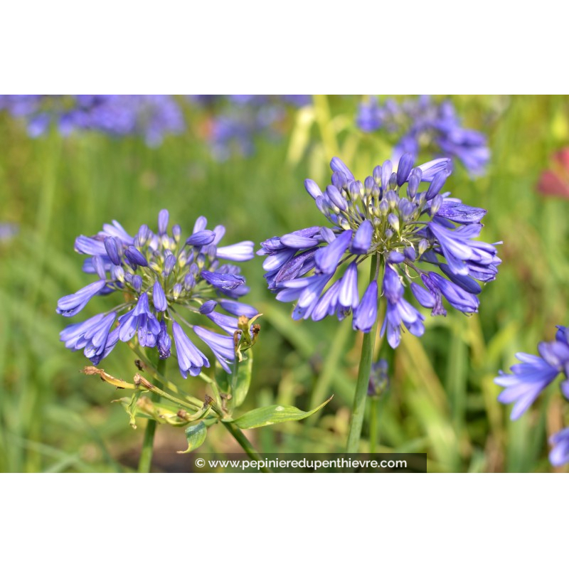 AGAPANTHUS 'Ever Sapphire'