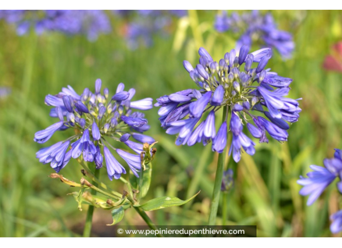 AGAPANTHUS 'Ever Sapphire'