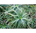 ALOE striatula