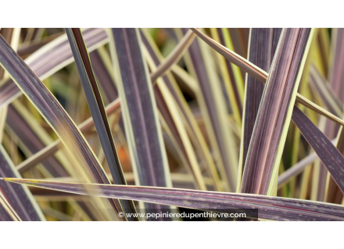 CORDYLINE banksii 'Electric Flash'
