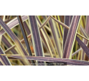 CORDYLINE banksii 'Electric Flash'