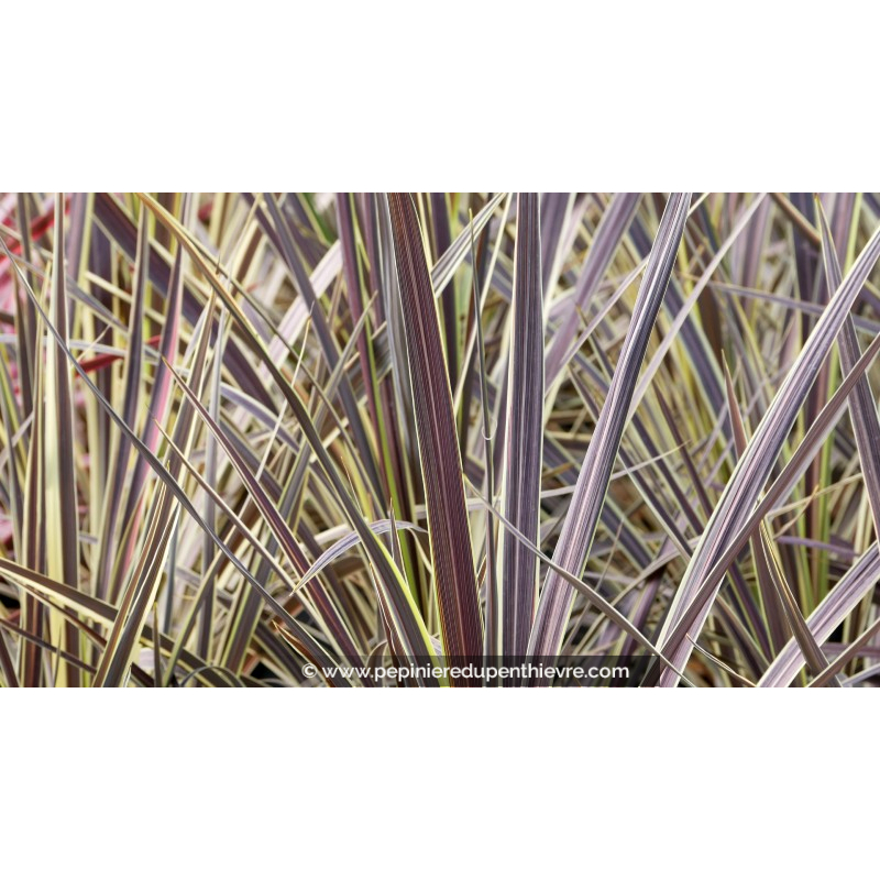 CORDYLINE banksii 'Electric Flash'