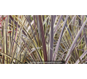 CORDYLINE banksii 'Electric Flash'