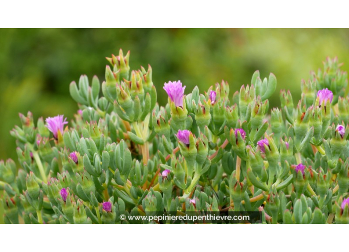 LAMPRANTHUS roseus