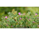 LAMPRANTHUS roseus