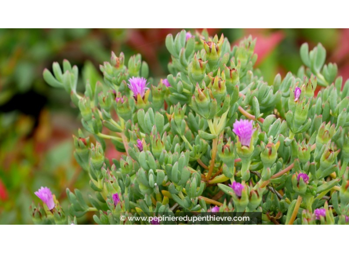 LAMPRANTHUS roseus