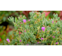 LAMPRANTHUS roseus