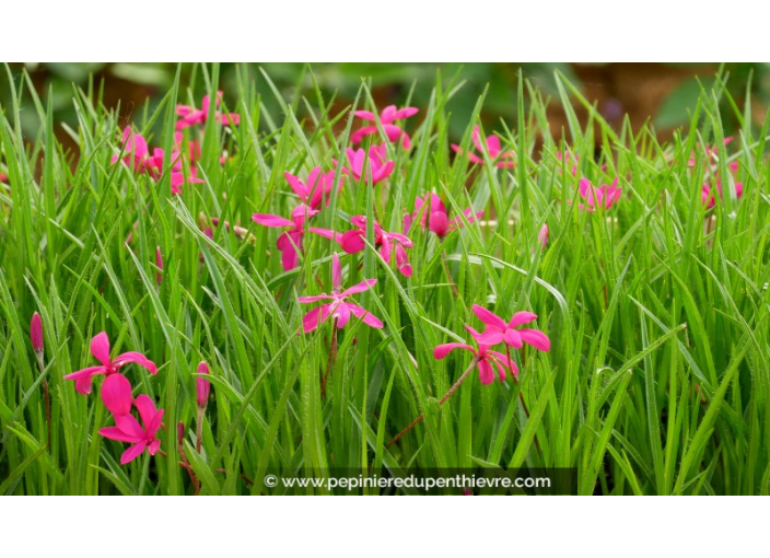 RHODOHYPOXIS milloides	'Claret'