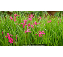 RHODOHYPOXIS milloides	'Claret'