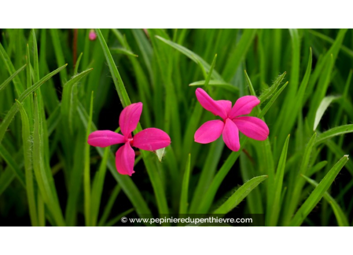 RHODOHYPOXIS milloides	'Claret'