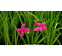 RHODOHYPOXIS milloides	'Claret'