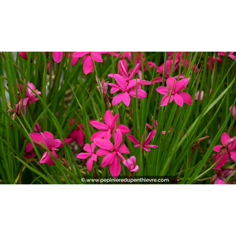 RHODOHYPOXIS milloides	'Claret'