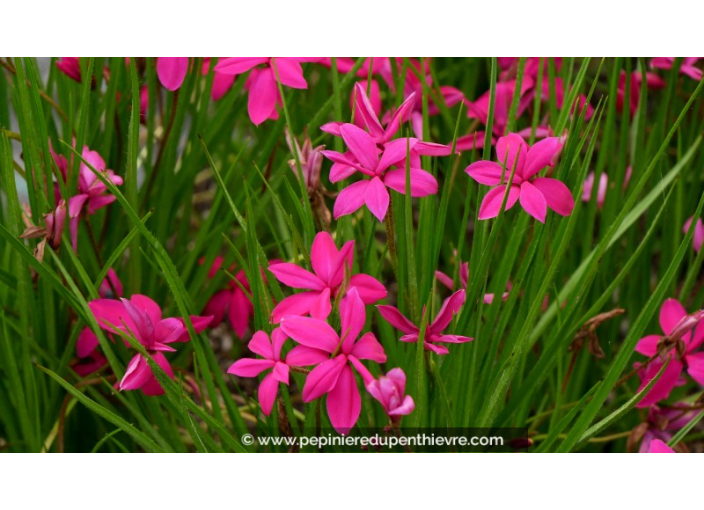 RHODOHYPOXIS milloides	'Claret'