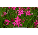 RHODOHYPOXIS milloides	'Claret'