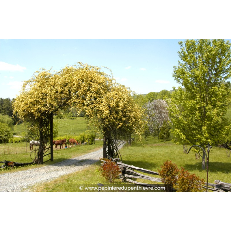 ROSIER grimpant ROSA Banksiae 'Lutea Plena'