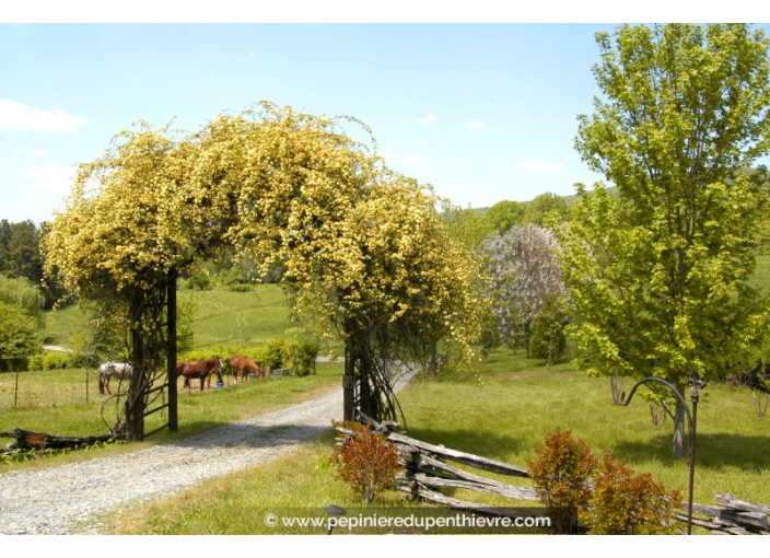 ROSIER grimpant ROSA Banksiae 'Lutea Plena'