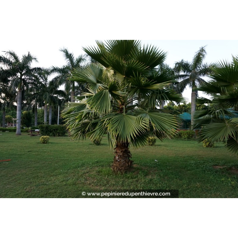 WASHINGTONIA robusta