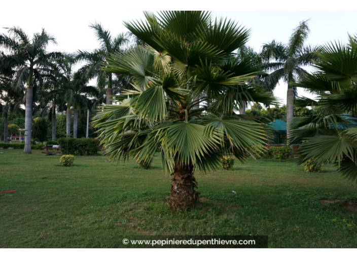 WASHINGTONIA robusta