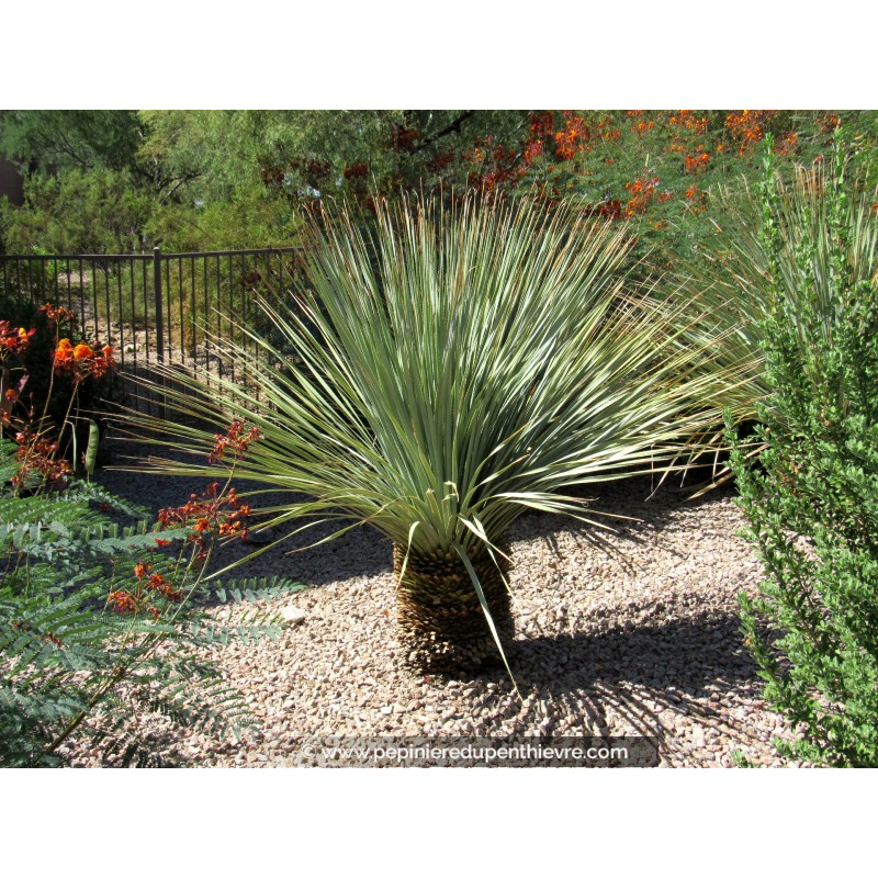 YUCCA rostrata