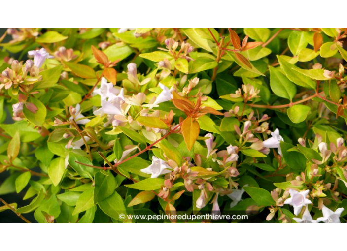 ABELIA grandiflora 'Caramel Charm'